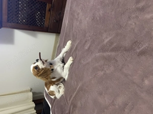 Cavalier King Charles - imagine 3