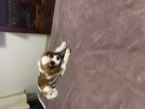 Cavalier King Charles - imagine 4