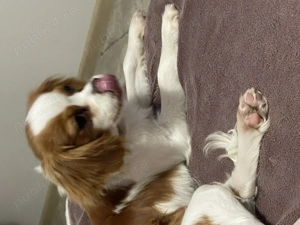 Cavalier King Charles - imagine 5