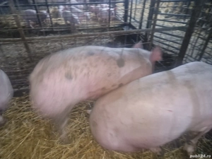 vind porci rasa de carne 