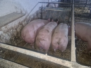 vind porci rasa de carne  - imagine 2