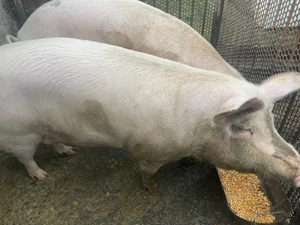 Vând porc crescut Bio, greutate 270-300 kg. - imagine 2