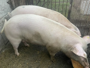 Vând porc crescut Bio, greutate 270-300 kg.