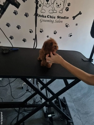 Baietel pudel miniatur - imagine 3