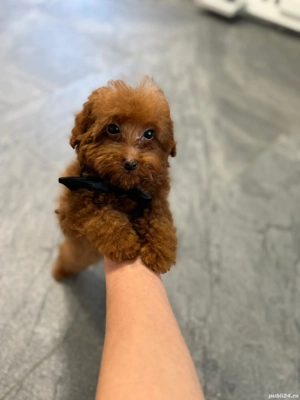 Baietel pudel miniatur