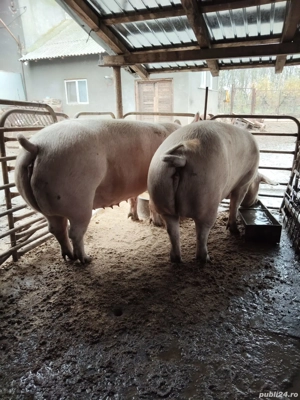 porci de la 100 kg la 350 kg