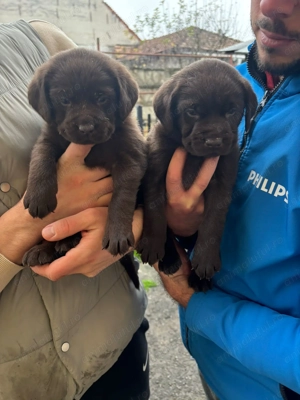 Pui Labrador Ciocolatiu