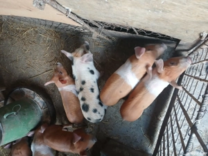 purcei de vanzare 8 săptămâni 