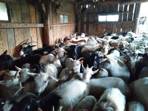 Vând 50 capre carpatine pe ales - imagine 2