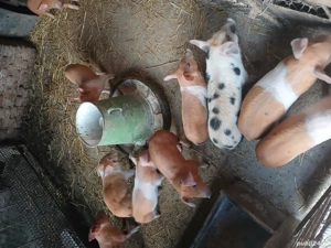 purcei de vanzare 8 săptămâni  - imagine 5