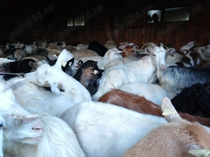 Vând 50 capre carpatine pe ales - imagine 3