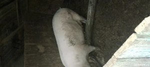 De vînzare. - imagine 4