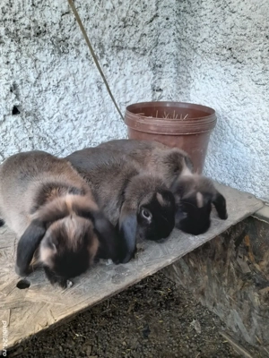 Vând, schimb tineret U.G.Galben, Uriaș de Transilvania, Fluture German, Albastru Vienez, Cap de Leu