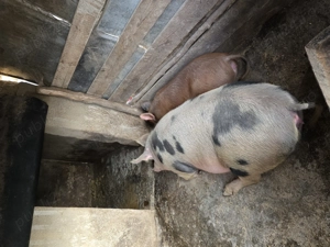 De vanzare porci de carne! 