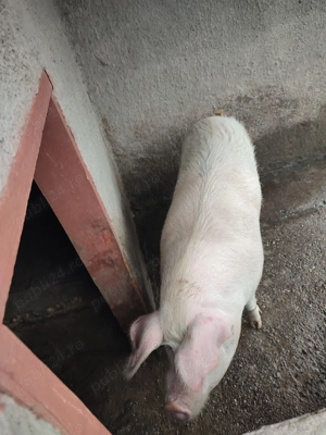 Pt masa de Crăciun  - imagine 2