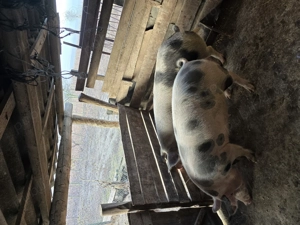 De vanzare porci de carne!  - imagine 3