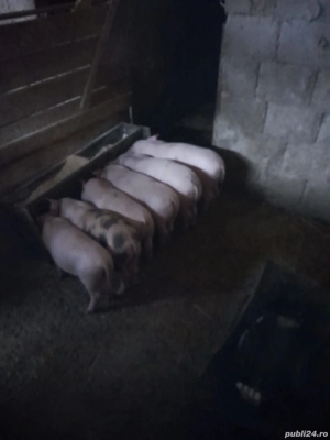 Purcei de 10 saptamani