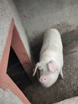 Pt masa de Crăciun  - imagine 4