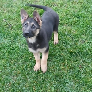 Femela ciobănesc german 