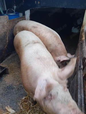 Vand porc pentru Craciun, rasa marele alb,porcul are 11 luni  - imagine 3