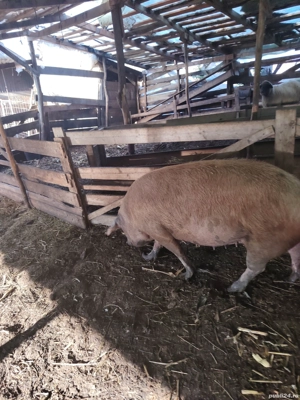 Vând scroafa duroc - imagine 3