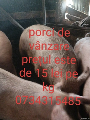 porci de vanzare - imagine 4