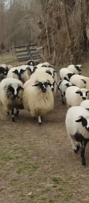 oi breze de petrosani