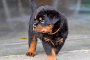 Vand pui Rottweiller cu pedigree. - imagine 2
