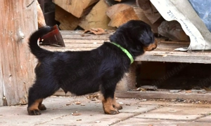 Vand pui Rottweiler cu pedigree. - imagine 2