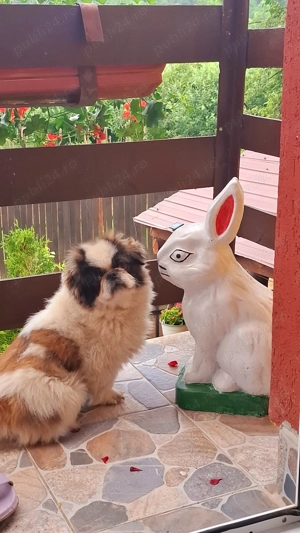 Pichinez imperial - imagine 4