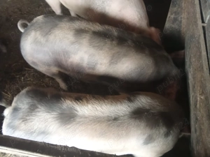 Vând porci de carne, rasă pietrean 9 luni de prăsilă sau sacrificiu  - imagine 2