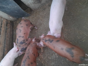 Purcei de vanzare  - imagine 2