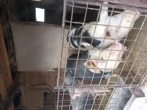 Porci de vânzare  - imagine 2