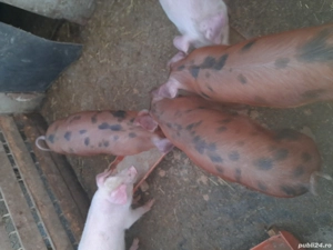 Purcei de vanzare  - imagine 3