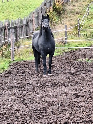 Vand o iapa si un cal friz - imagine 3