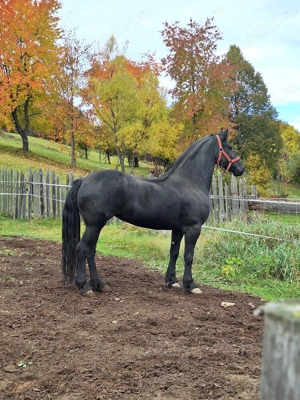 Vand o iapa si un cal friz - imagine 2