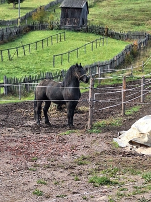 Vand o iapa si un cal friz - imagine 5