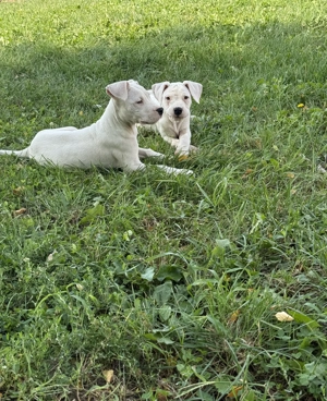 Vând Dog Argentinian - imagine 2