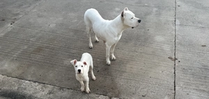 Vând Dog Argentinian