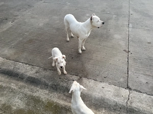 Vând Dog Argentinian - imagine 4