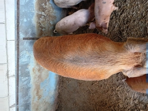 Porci sacrificare  - imagine 4