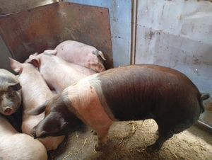 Porci sacrificare  - imagine 2