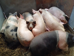 Porci sacrificare  - imagine 5