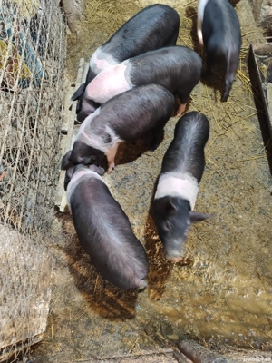 Purcei Bazna 12 săptămâni  - imagine 2