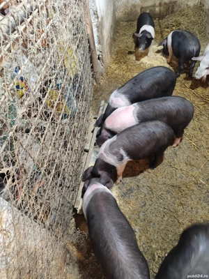 Purcei Bazna 12 săptămâni 