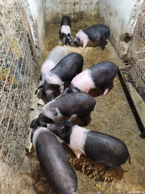 Purcei Bazna 12 săptămâni  - imagine 4