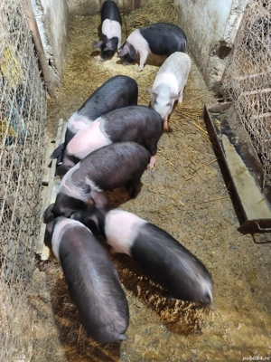 Purcei Bazna 12 săptămâni  - imagine 3