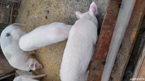 Grsuni disponibili - imagine 2