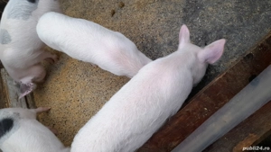 Grsuni disponibili - imagine 4