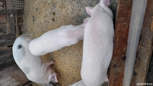 Grsuni disponibili - imagine 3